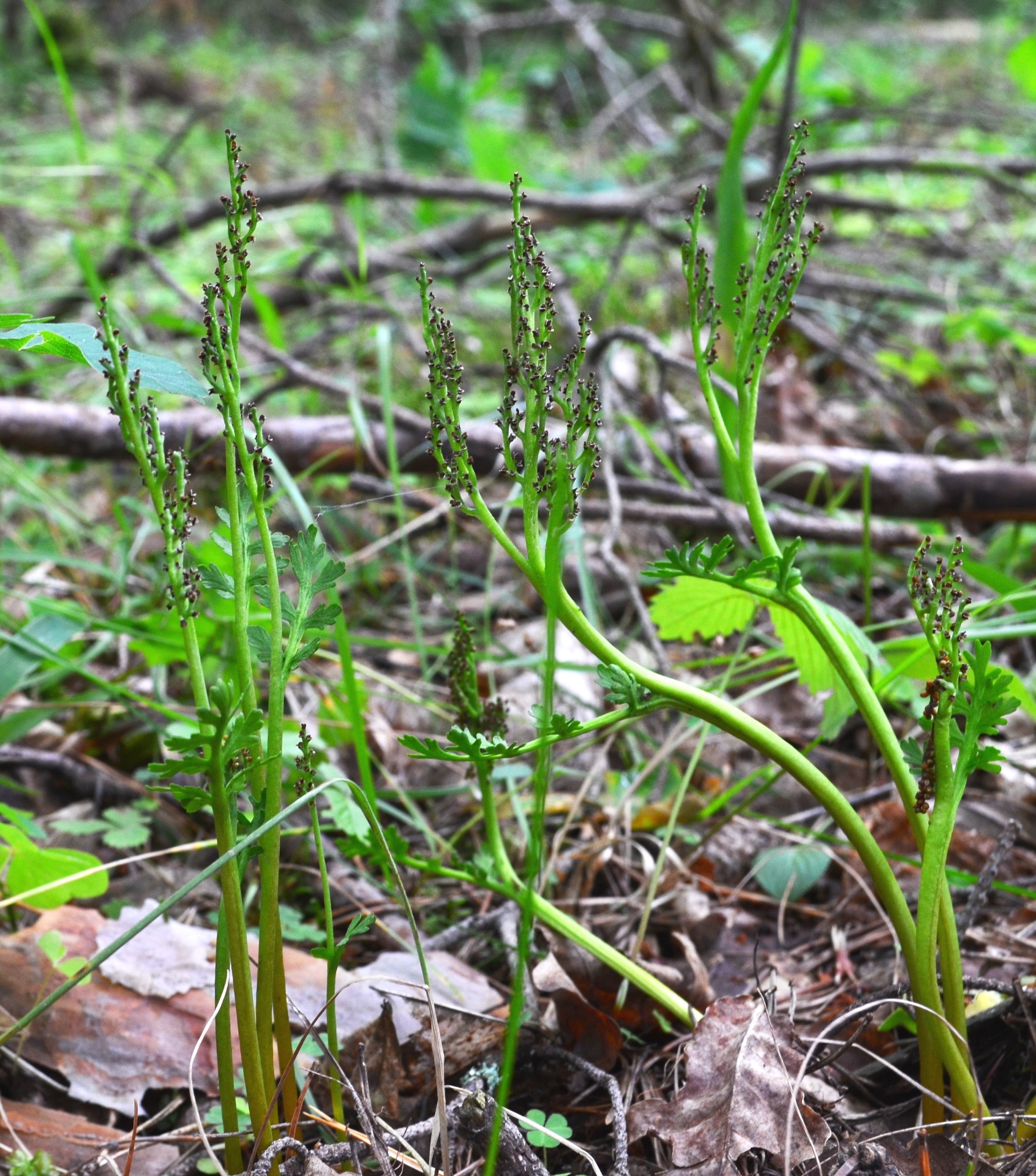 Vratička heřmánkolistá (Botrychium matricariifolium)