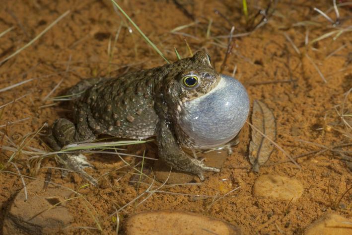Rezonanční měchýř, který samci ropuchy krátkonohé používají při zpěvu. Funguje jako přirozený zesilovač zvuku. Láká ním samice a zároveň vymezuje své teritorium ostatním samcům.