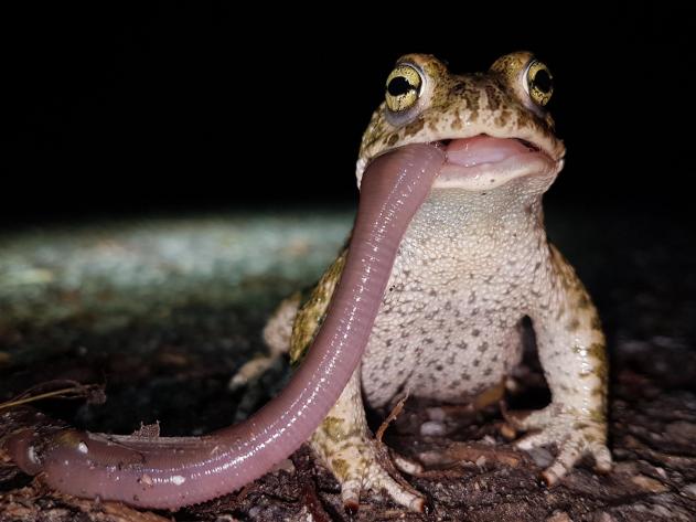 Ropucha krátkonohá se svou noční svačinkou