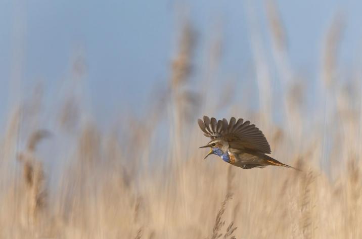 Slavík modráček v letu
