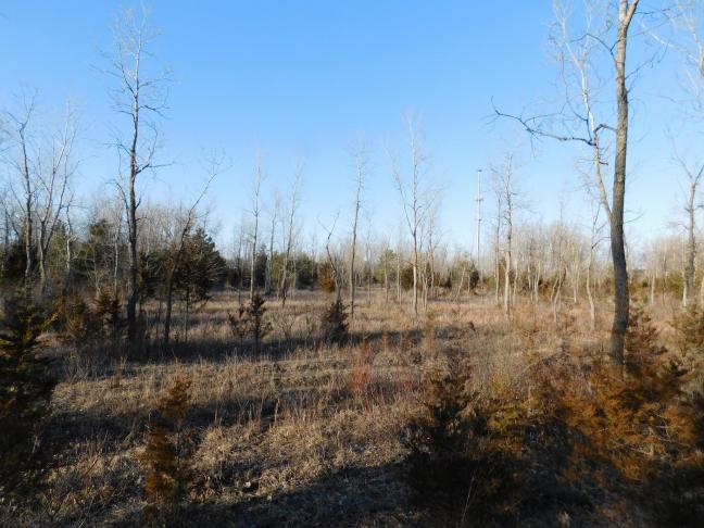 Opětovný růst po odlesňování