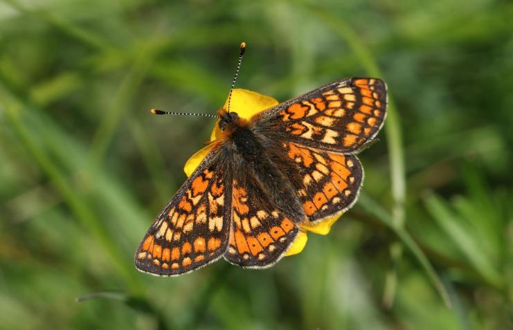Hnědásek chrastavcový (Euphydryas aurinia)