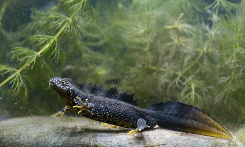 Čolek velký (Triturus cristatus)